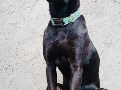 BELLA