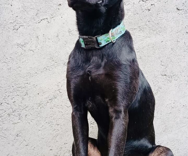 BELLA