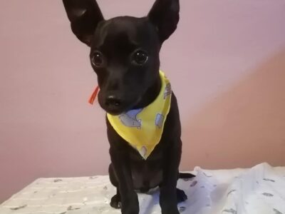 FRIJOLITO