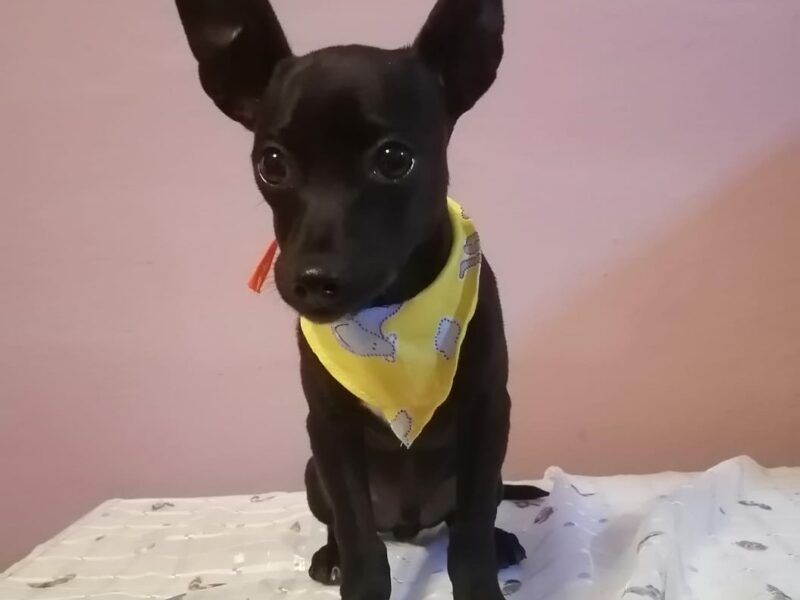 FRIJOLITO