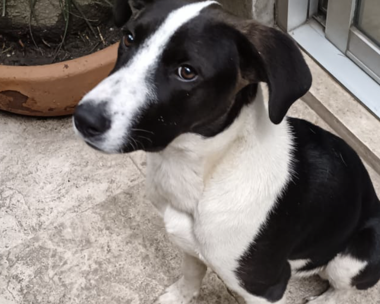 COOPER