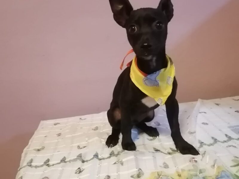 FRIJOLITO