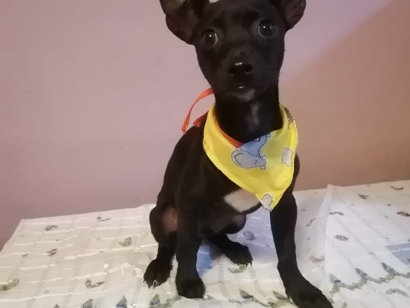 FRIJOLITO