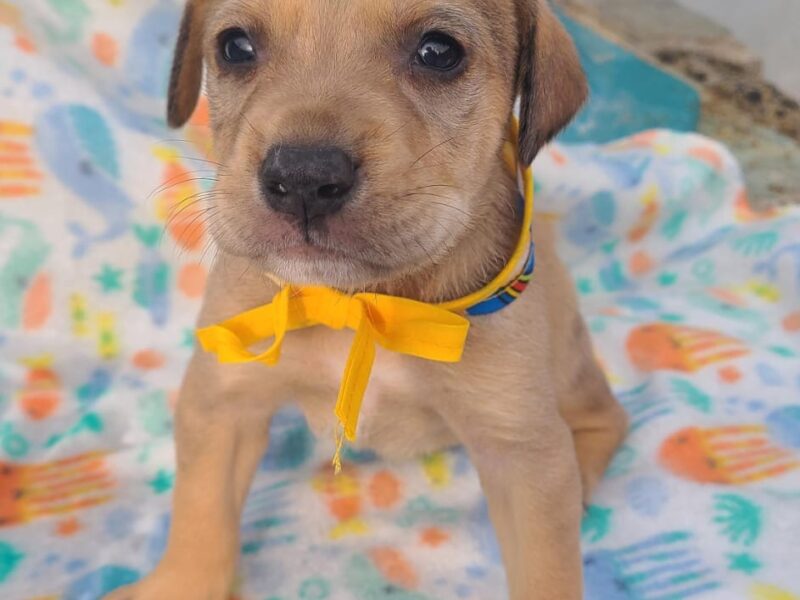 TYSON
