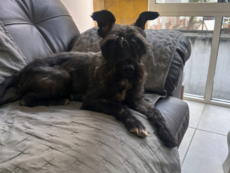 ODDY