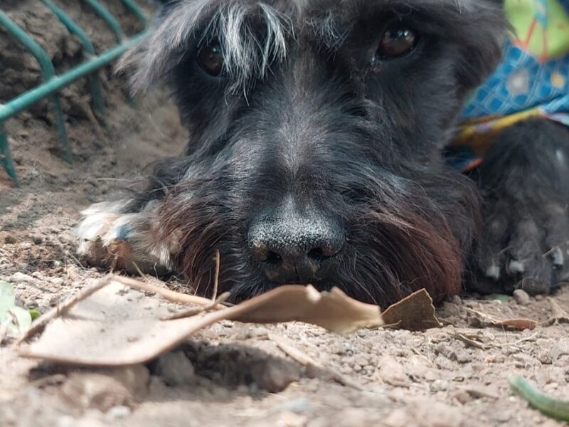 ODDY