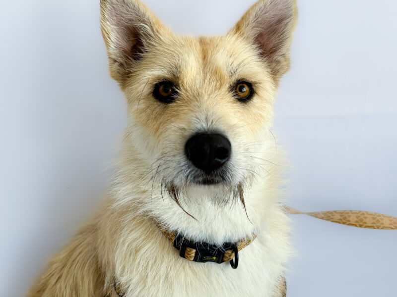 LULÚ