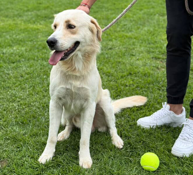 Bartolo