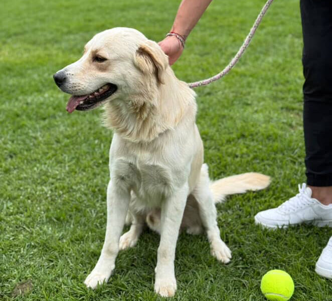 Bartolo