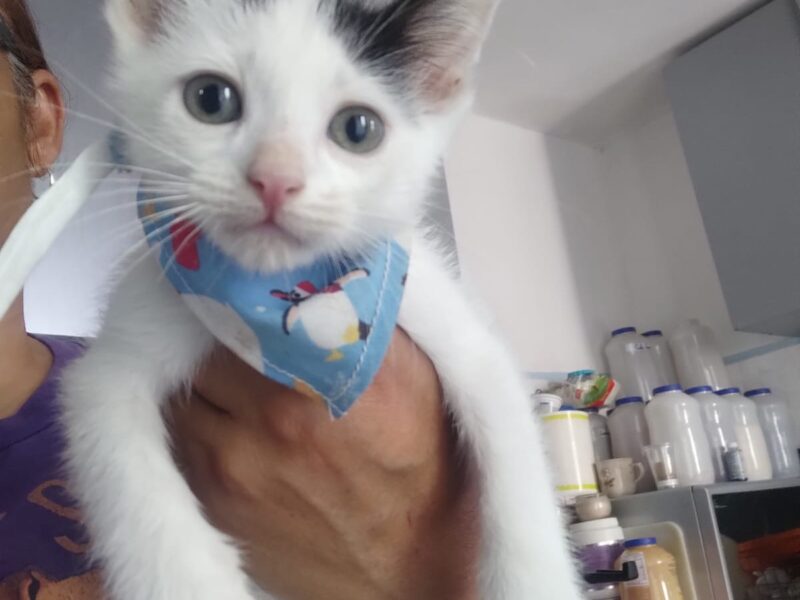 Boris