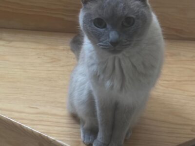 KIRA