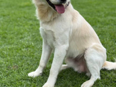 Bartolo