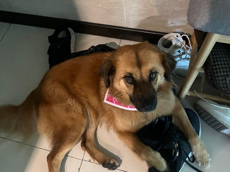 CARMELA