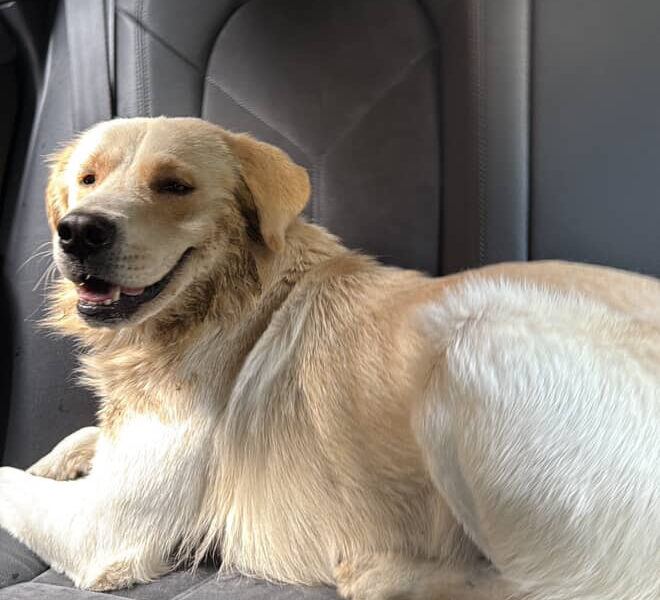 Bartolo
