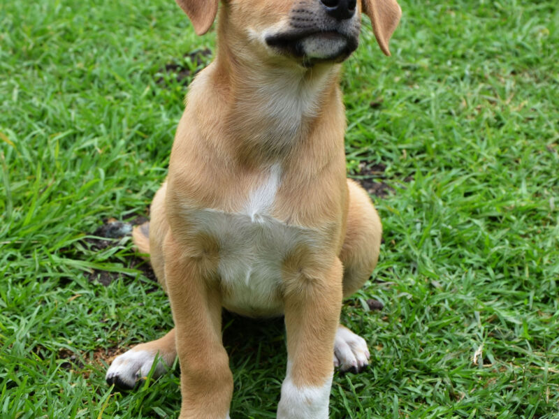 MAIA