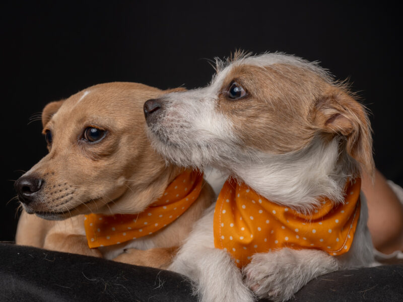 TESSA Y LATTE