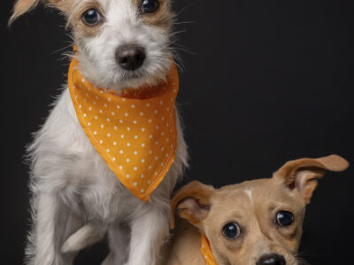 TESSA Y LATTE