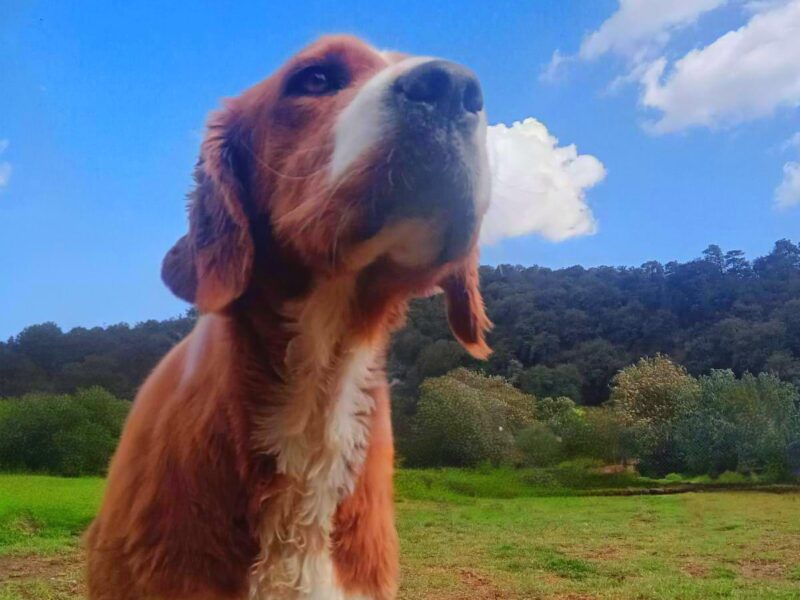 PELIRROJA