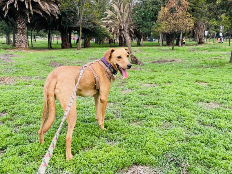 NALA
