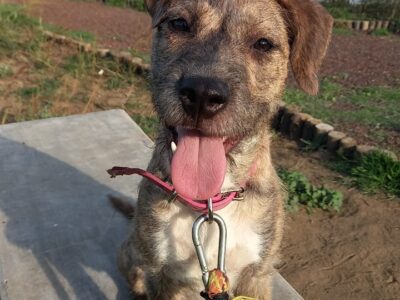 DOLLY