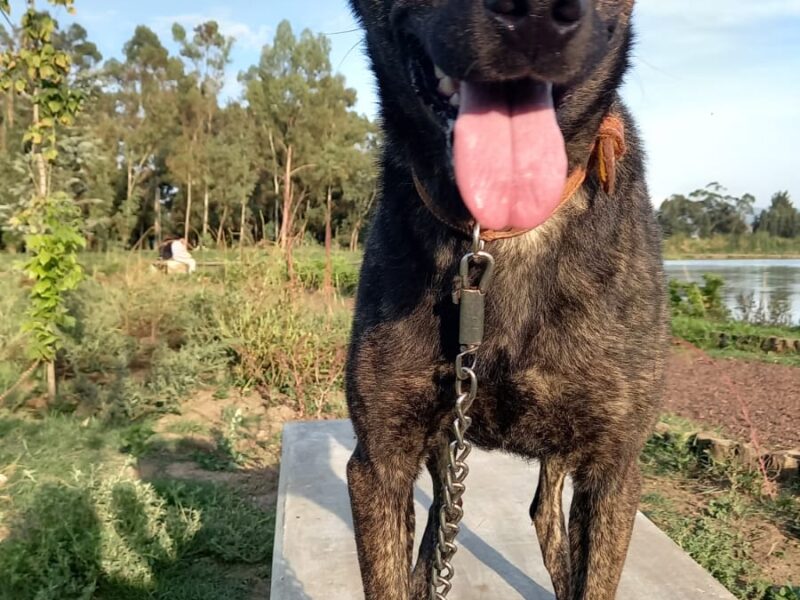 NENA