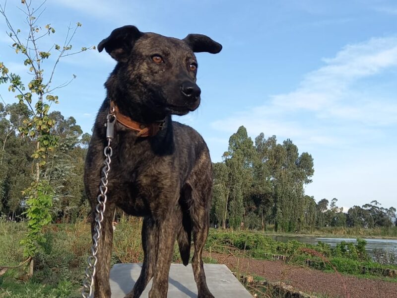 NENA