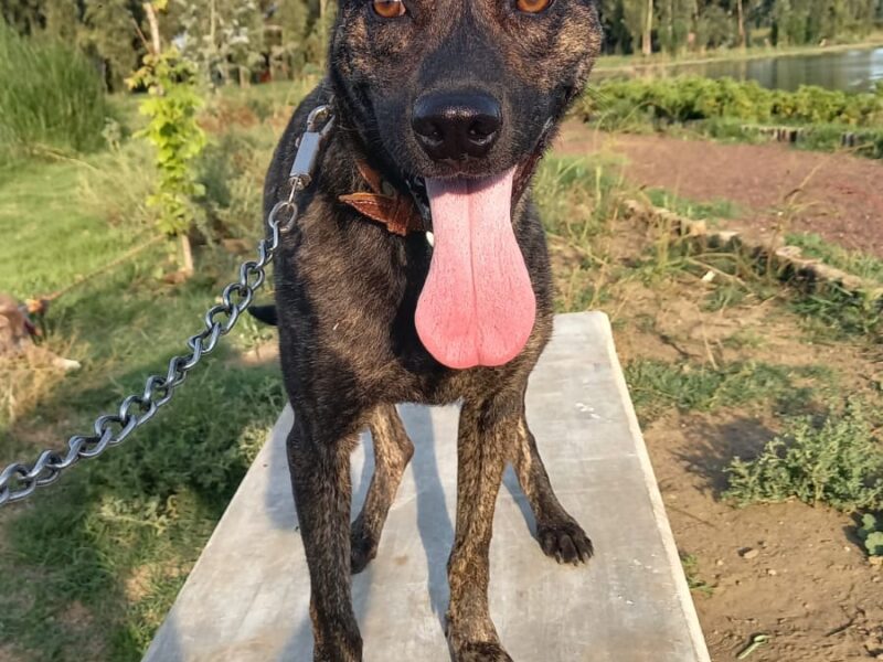 NENA