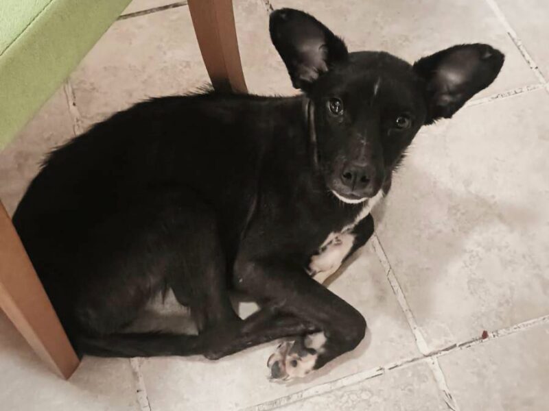 NEGRITO