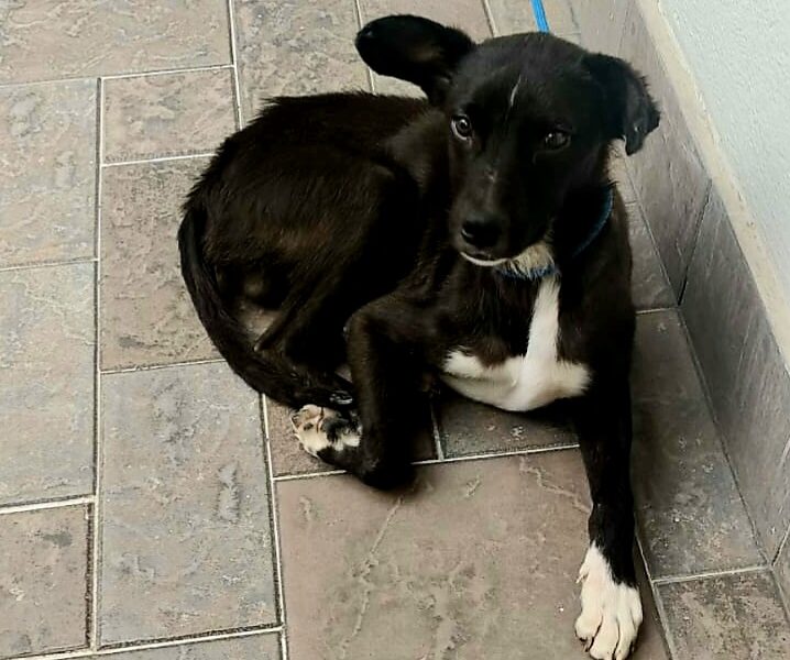 NEGRITO