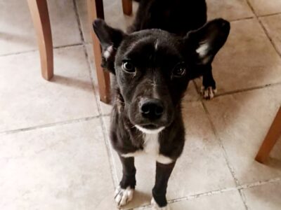 NEGRITO