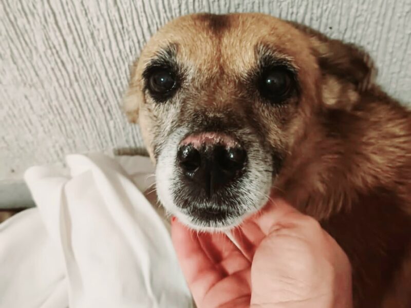 DULCE