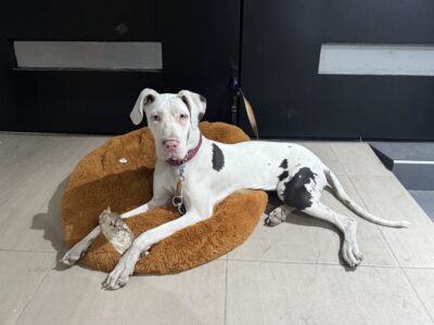 MOLLY