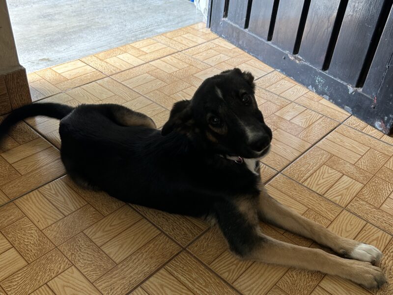 FELIPA