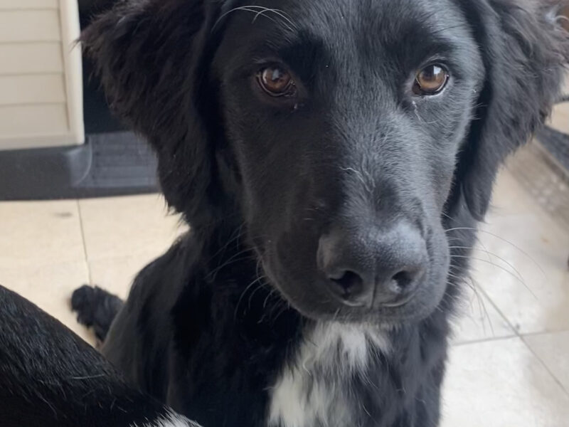 NENA