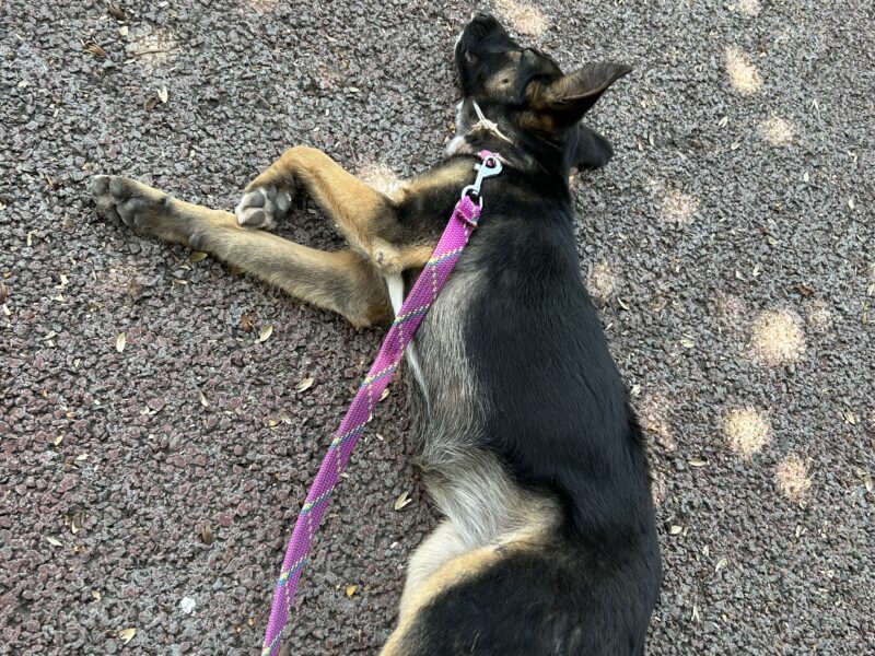 FELIPA