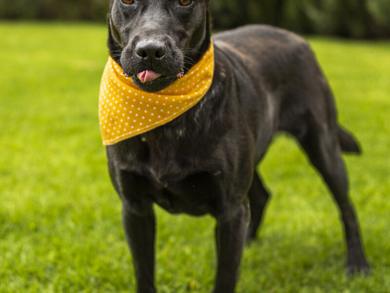 NEGRITA