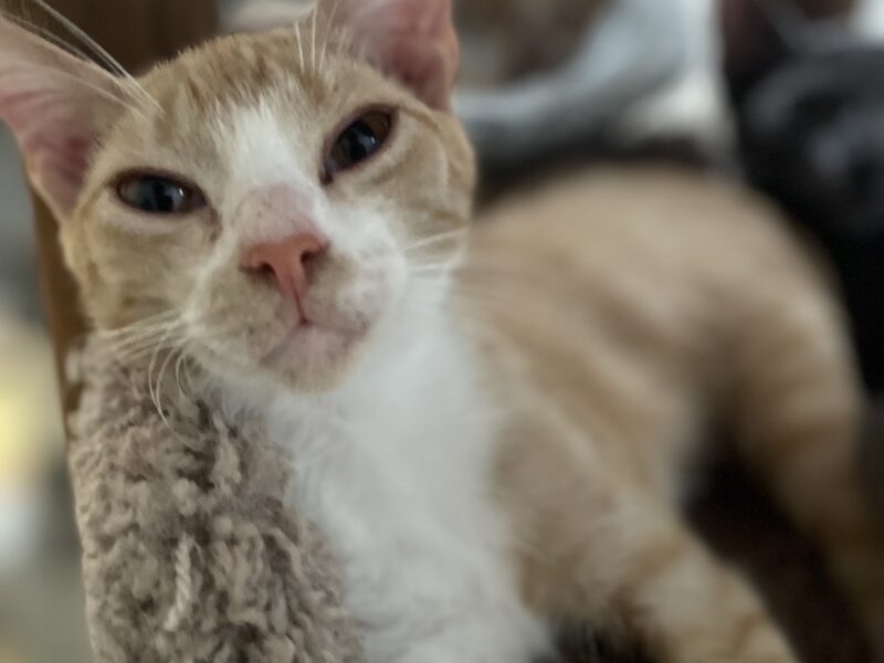 TUPPERCITO