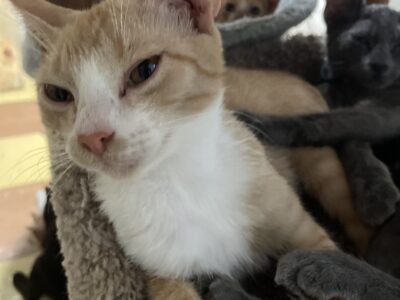 TUPPERCITO