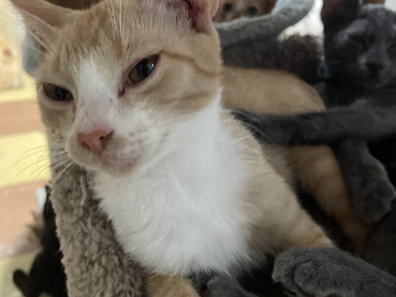TUPPERCITO