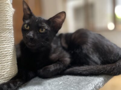 TAPITA
