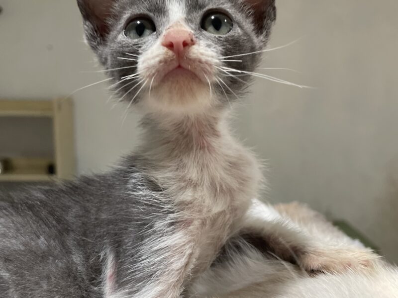 CUCHARITA