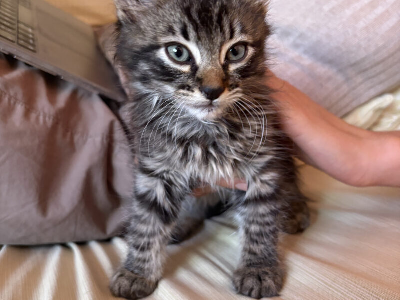 Floki
