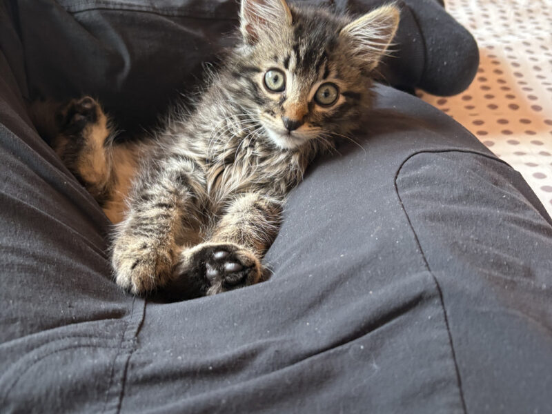 Floki