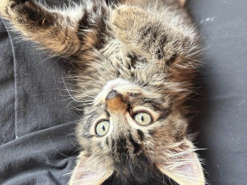 Floki