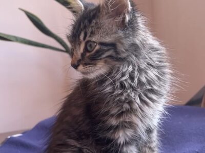Floki