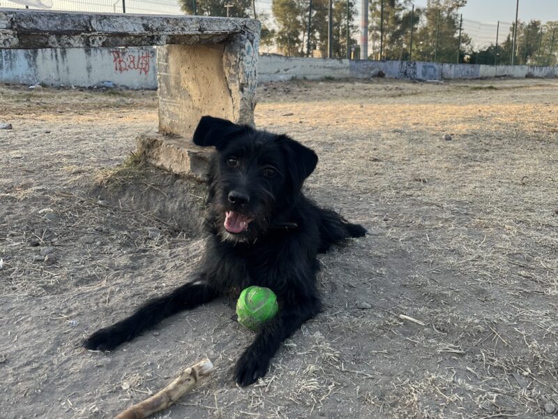 CAMILO