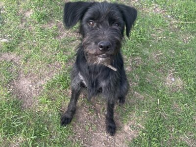 CAMILO