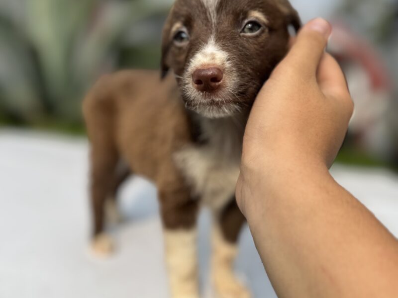 PEPA