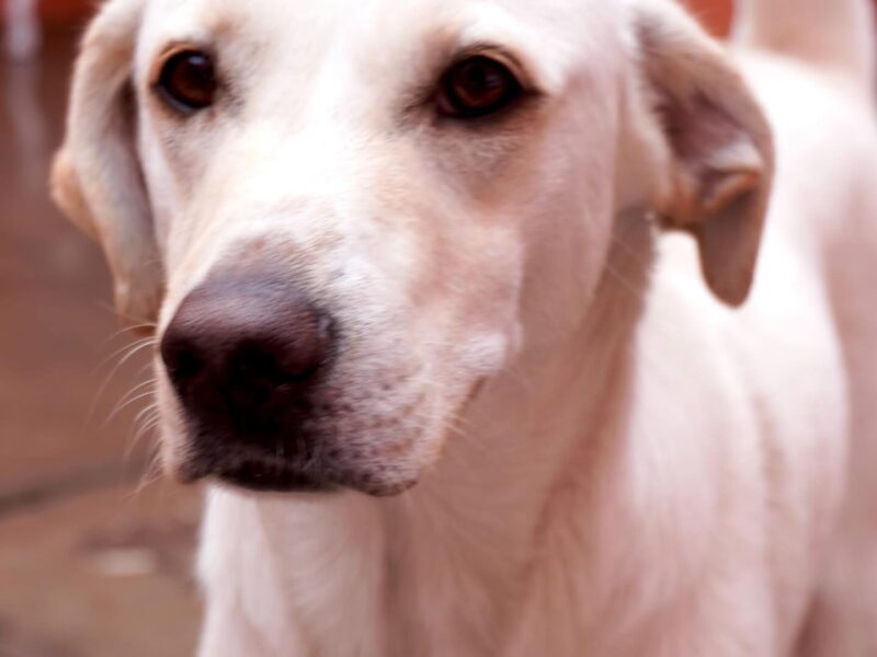 TOBY