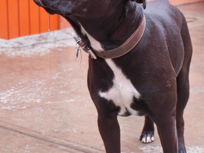 CHATO